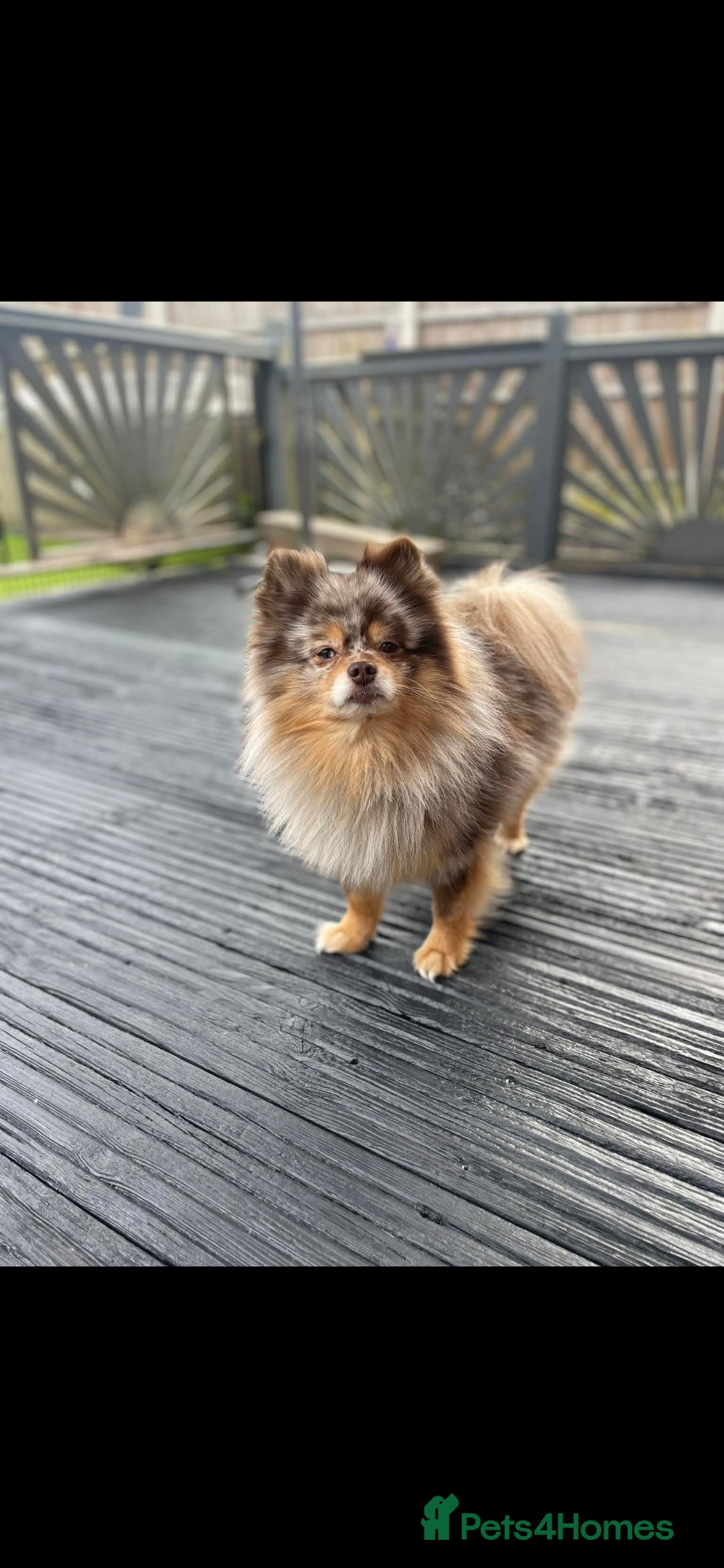 Pomeranian dogs for sale: Beautiful pomeranian puppies  - Advert 15