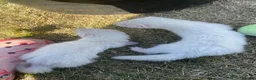 Ferret rodents for sale: 3 Standard Size Working Ferrets For Sale - Advert 8
