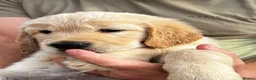 Mixed Breed dogs for sale: Retriever puppies for sale - Advert 7