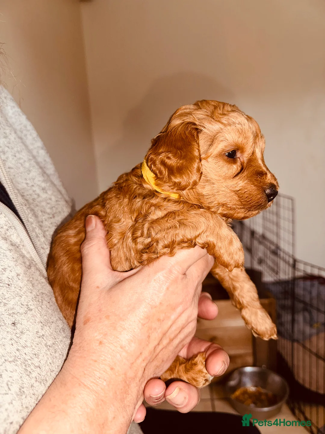 Labradoodle dogs for sale: F2bs labradoodle puppies  - Advert 11