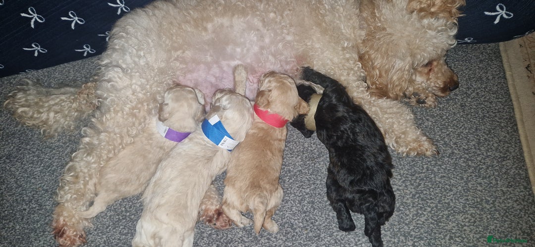 Mixed Breed dogs for sale: Toy poodle pups - Advert 9