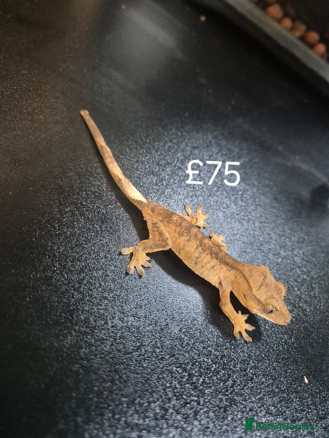 Gecko reptiles for sale: Crested geckos - Advert 2