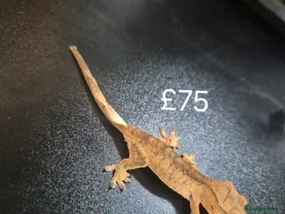 Gecko reptiles Crested geckos - Advert 3