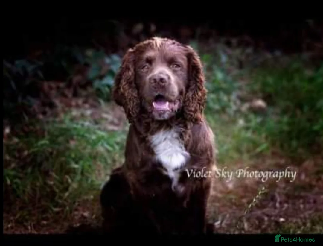 Sprocker dogs for stud: Fully health tested sprocker Digby in Wrexham - Advert 8