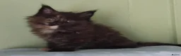 Maine Coon cats for sale: GCCF REGISTERED MAINE COON KITTENS FOR SALE  - Advert 15