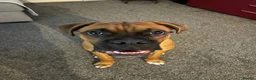 Boxer dogs for sale: Boxer puppy - 10 months old - Advert 3