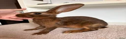 Belgian Hares rabbits for sale: Baby Belgian Hares in Redcar - Advert 4