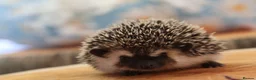 Pygmy Hedgehog rodents for sale: Three beautiful boys for sale - Advert 6