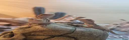 Bearded Dragon reptiles for sale: Baby bearded dragons in Hitchin - Advert 8
