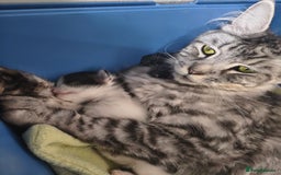 Maine Coon cats for sale: Beautiful Maine Coon cross kittens - Image 9