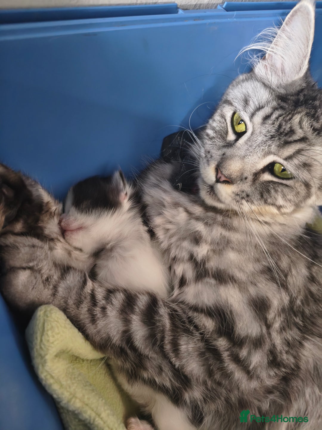 Maine Coon cats for sale: Beautiful Maine Coon cross kittens - Image 9