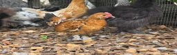 Chickens poultry for sale: Chicks looking for new homes  - Advert 4