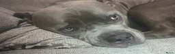 Mixed Breed dogs for stud: Big chiefo - Advert 2