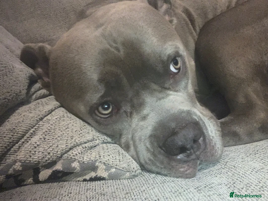 Mixed Breed dogs for stud: Big chiefo - Advert 2