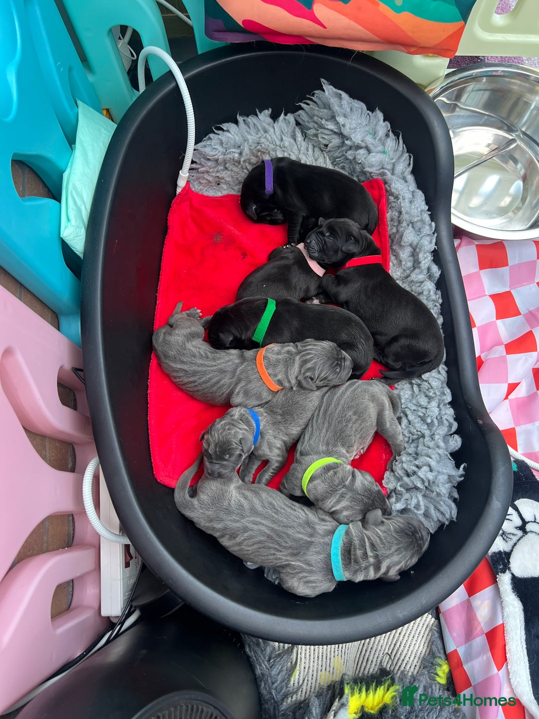 Great Dane dogs for sale: Great Dane puppies - Image 14