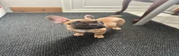 French Bulldog dogs for sale: 3 French bulldog puppies ready to find their home  - Advert 7