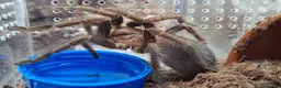 Tarantulas invertebrates for sale: Tarantula Collection  in Sturminster Newton - Advert 7