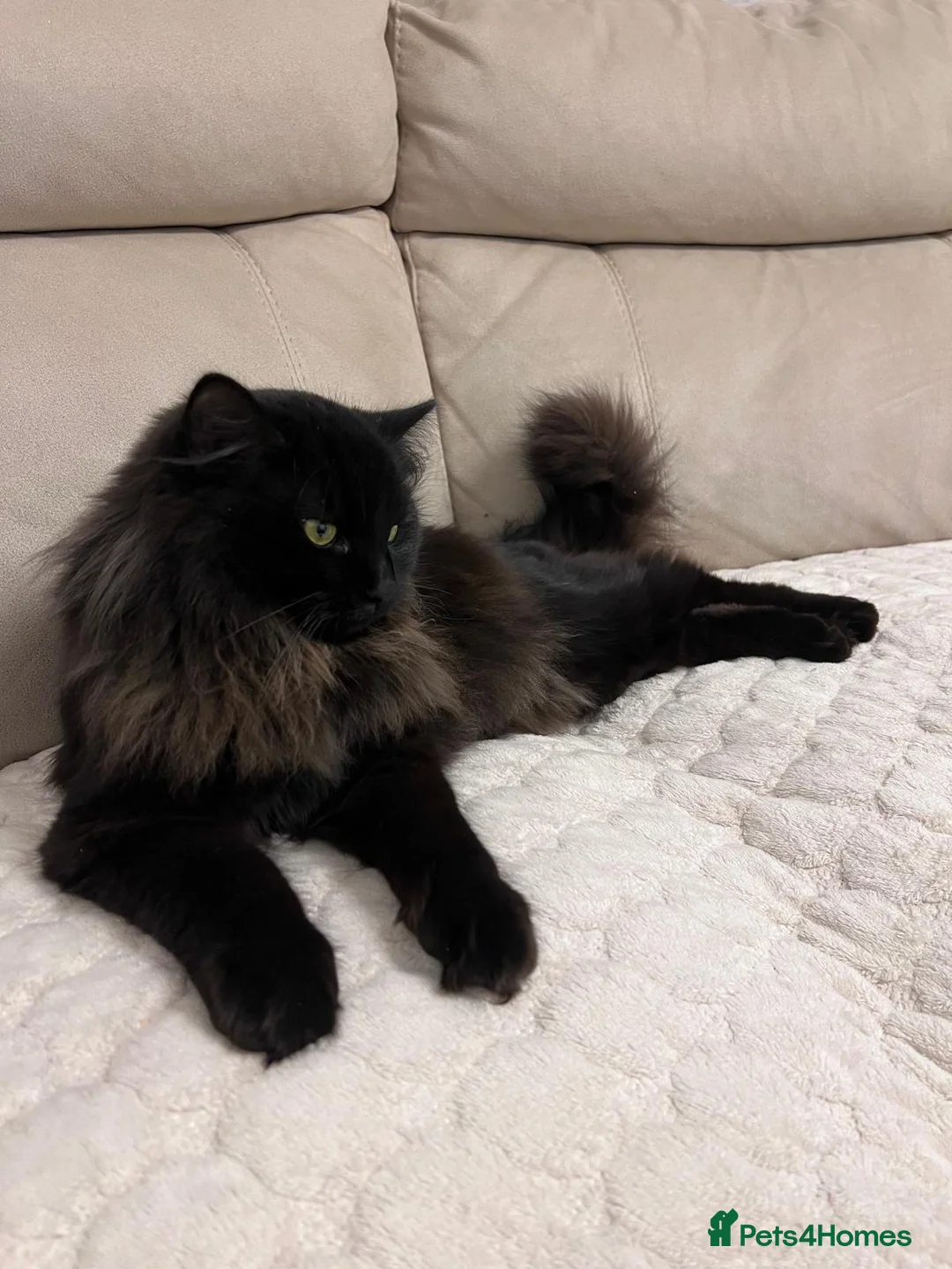 Ragdoll cats for sale: Chico - Advert 1