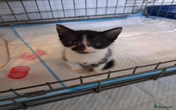 Mixed Breed cats for sale: 6 Stunning Kittens  - Image 5