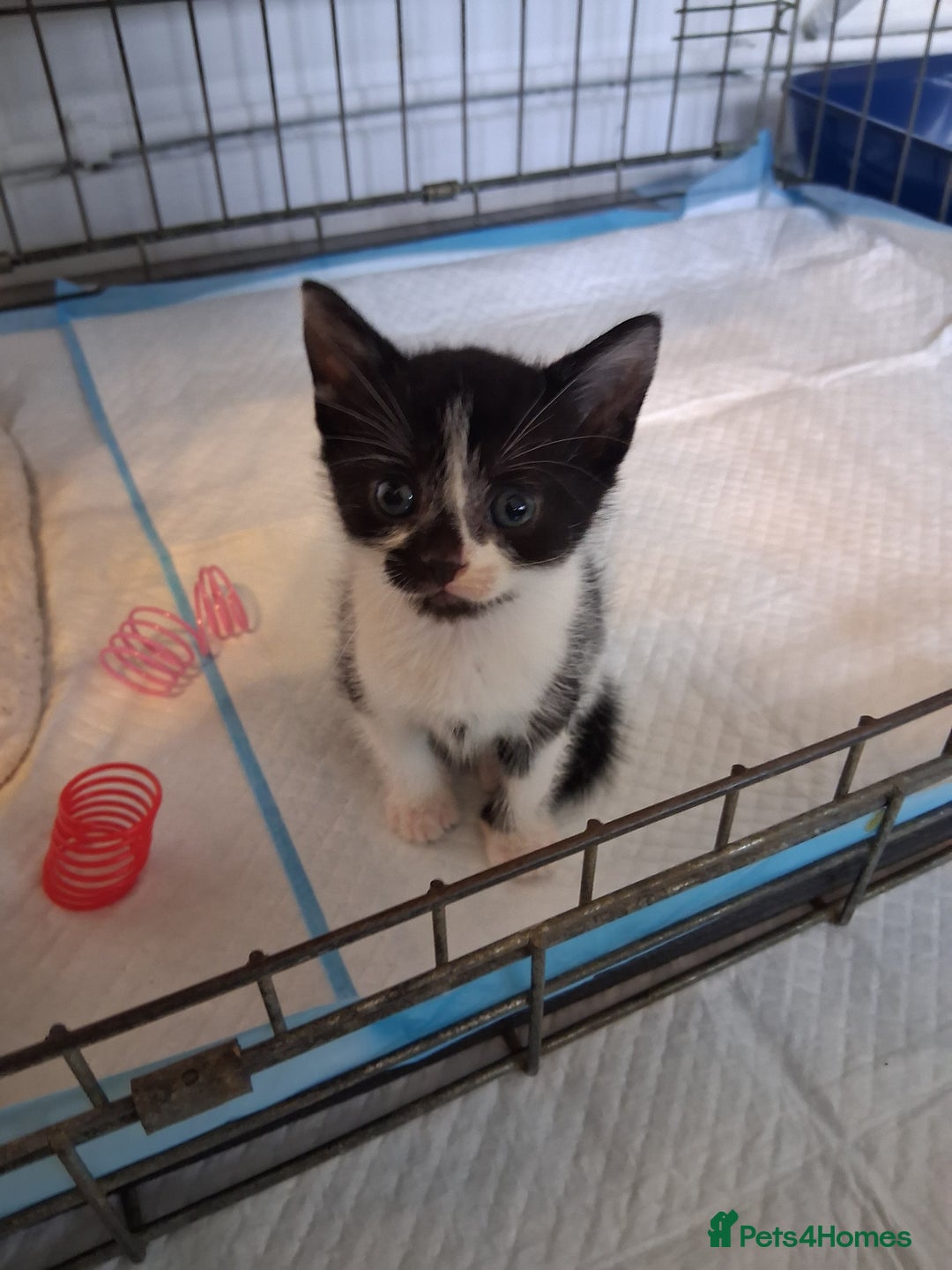 Mixed Breed cats for sale: 6 Stunning Kittens  - Image 5