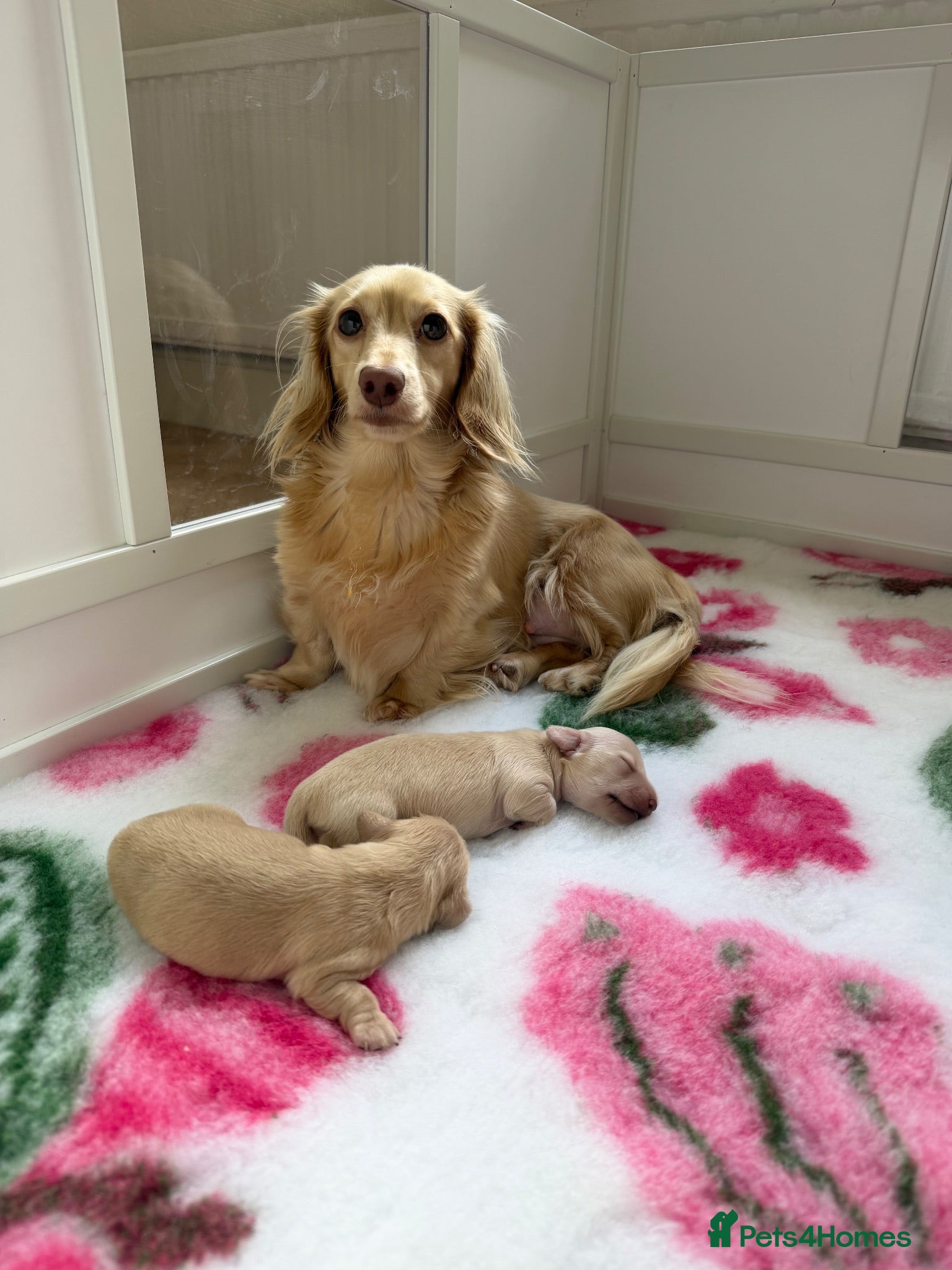 Miniature Dachshund dogs 🍦CREAM KC LONGHAIR MINI DAXI GIRLS🌞 - Advert 5