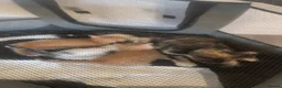 Mixed Breed cats for sale: 3 male kittens  in Northampton - Advert 3
