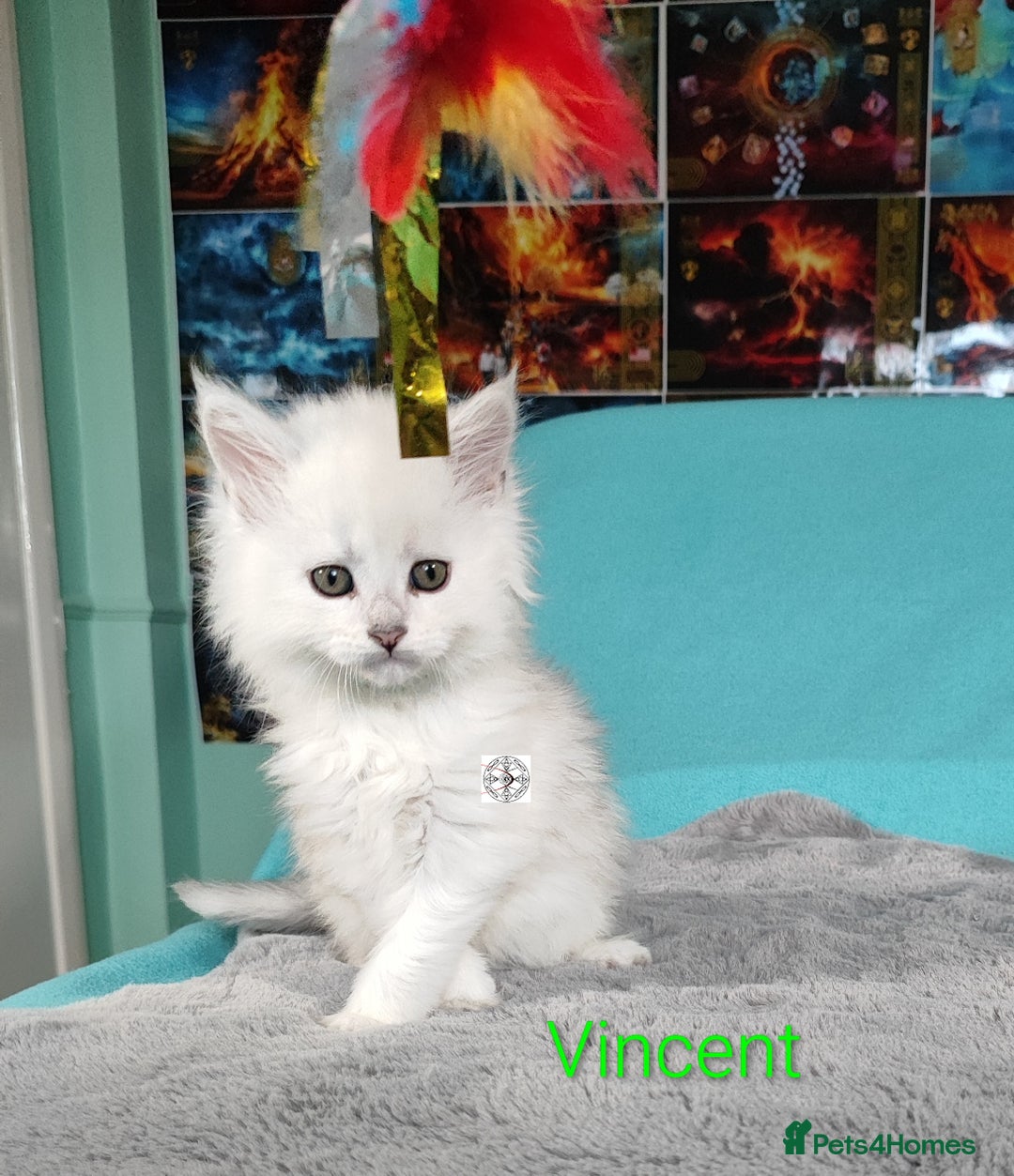 Maine Coon cats for sale: Unique beautiful kittens  - Advert 17