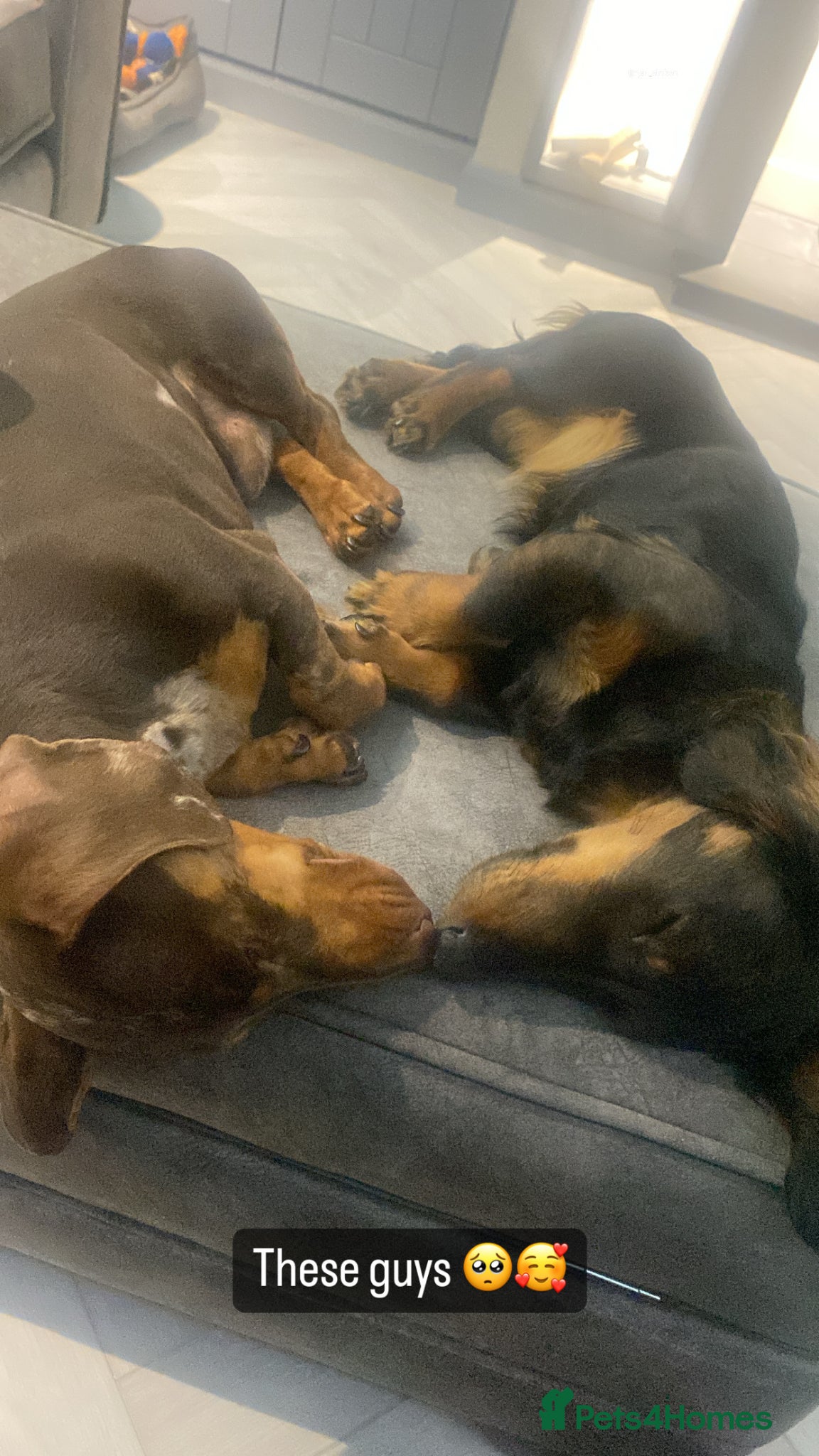 Miniature Dachshund dogs for sale: Beautiful Miniature Dachshund Puppies 🩵🩷🩷🩷 - Advert 10