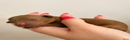 Toy Poodle dogs for sale: 🐩🤎Exceptional Deep Red Toy Poodle Puppies 🤎🐩  - Advert 5
