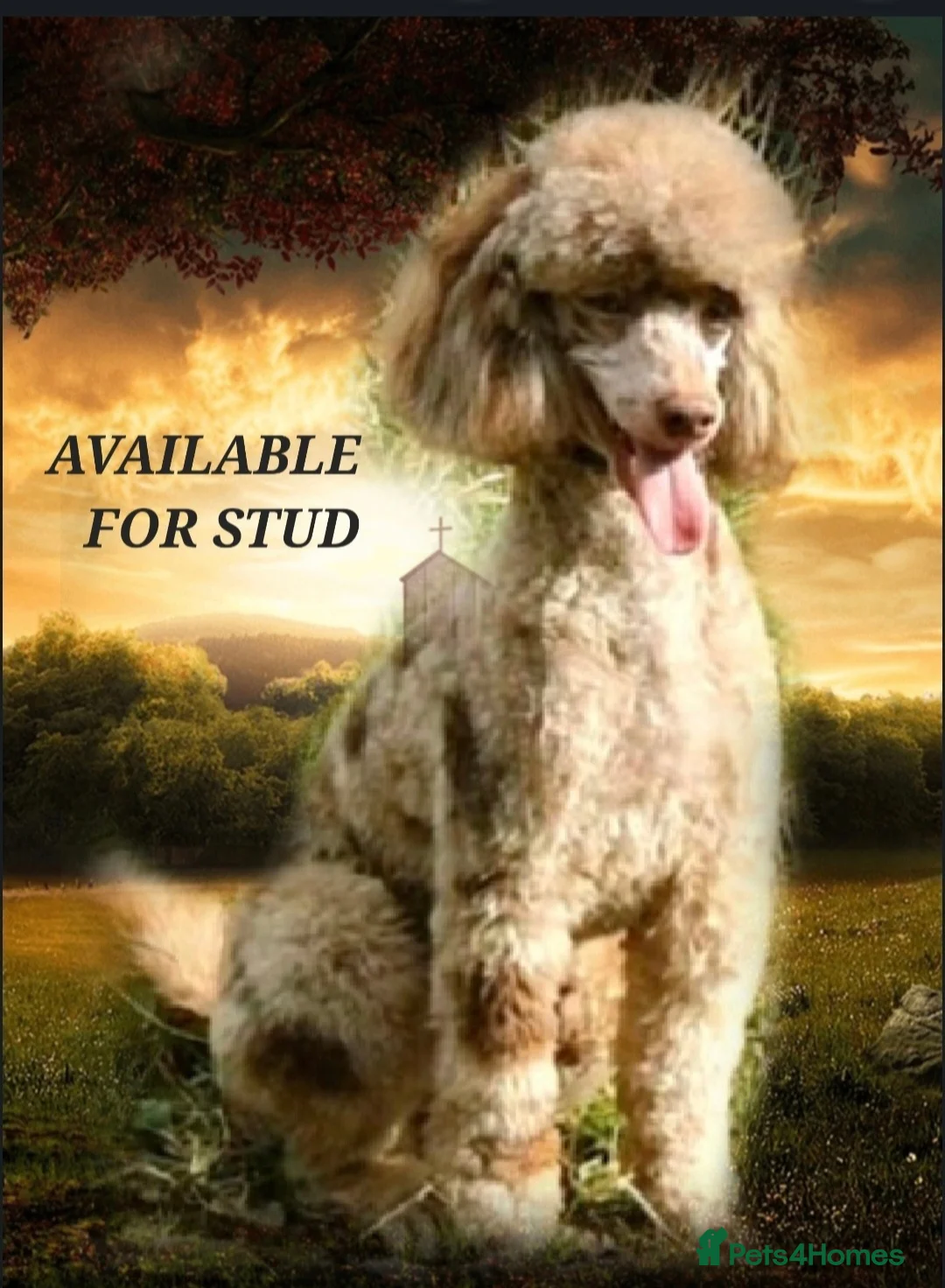 Poodle dogs for stud:  CHCHOCOLATE MERLE POODLE CARRYING PARTI in Todmorden - Advert 1