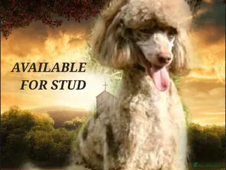 Poodle dogs CHCHOCOLATE MERLE POODLE CARRYING PARTI in Todmorden - Advert 11