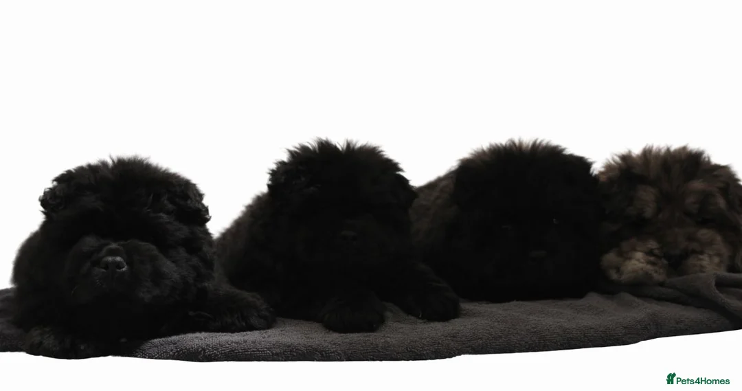 Chow Chow dogs for sale: Chow chow puppies in Edinburgh - Advert 9