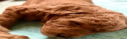 Labradoodle dogs for sale: keiras red fox miniature labradoodles  - Advert 9