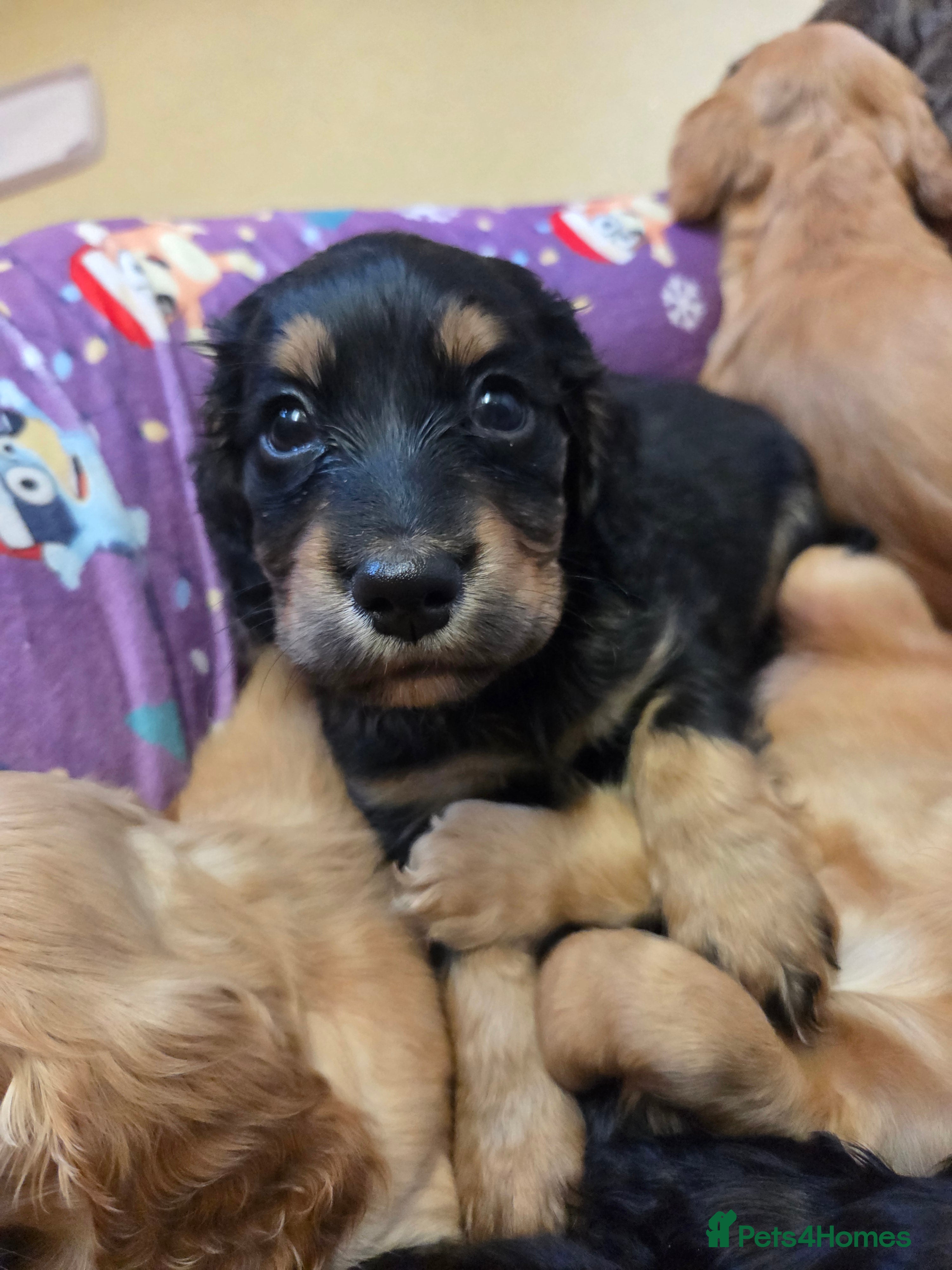 Cocker Spaniel dogs Beautiful KC Reg Cocker Spaniel Puppies - Advert 13