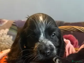 Cocker Spaniel dogs Ready now show cocker spaniel puppies - Advert 4
