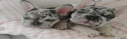 French Bulldog dogs for sale: Beautiful French Bulldog Puppies – Loving  Homes in Watford - Advert 8