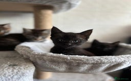 Maine Coon cats for sale: Gorgeous Maine Coon cross Bengal Kittens  - Image 5