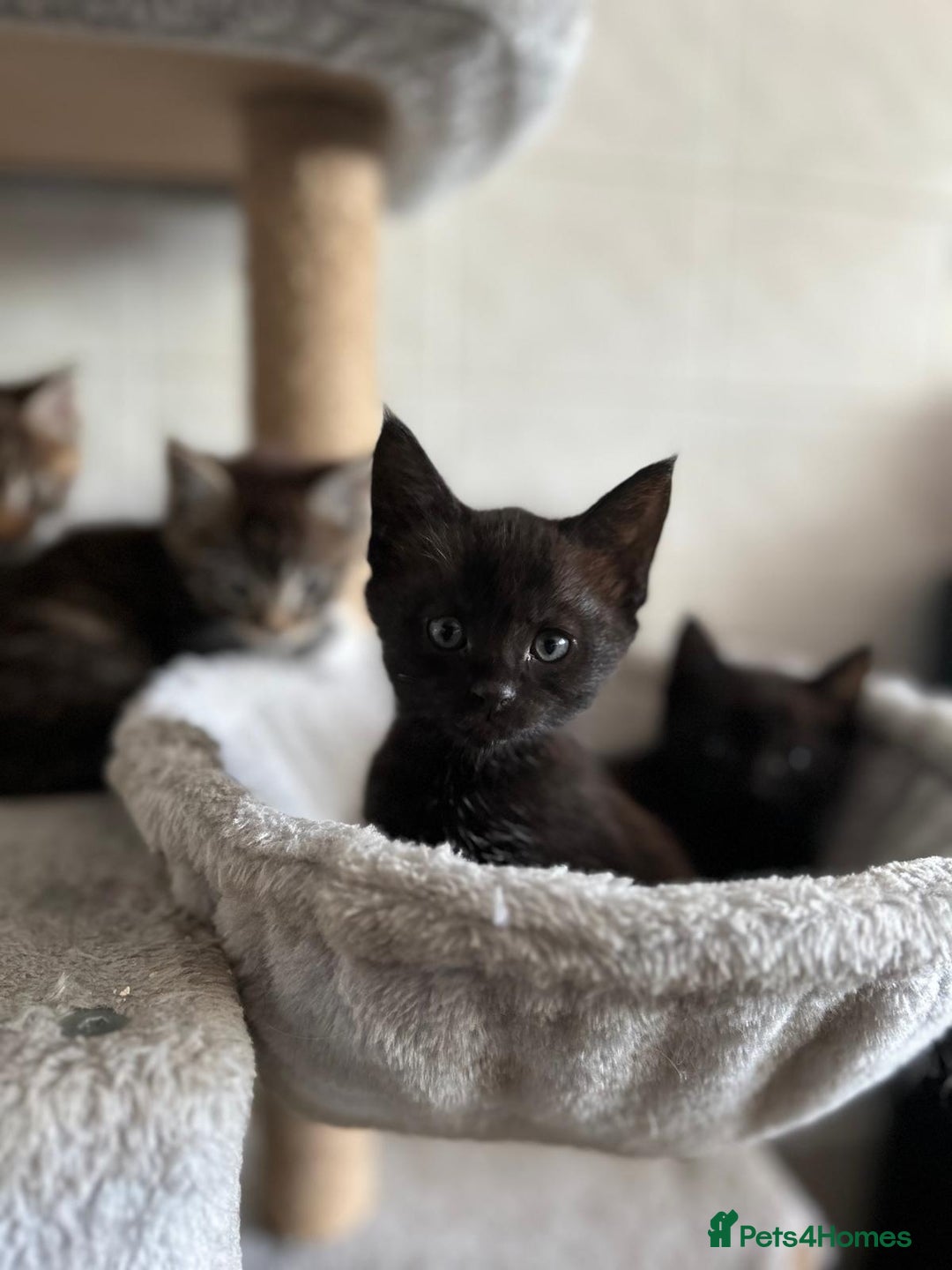 Maine Coon cats for sale: Gorgeous Maine Coon cross Bengal Kittens  - Image 5