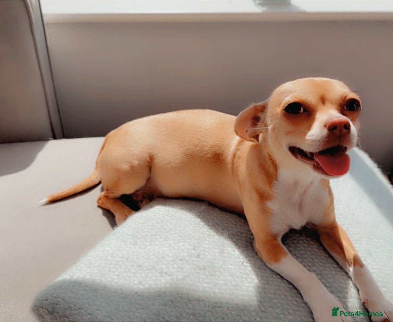 Chihuahua dogs Beautiful Chihuahua Puppies Raised in Loving Home - Advert 1