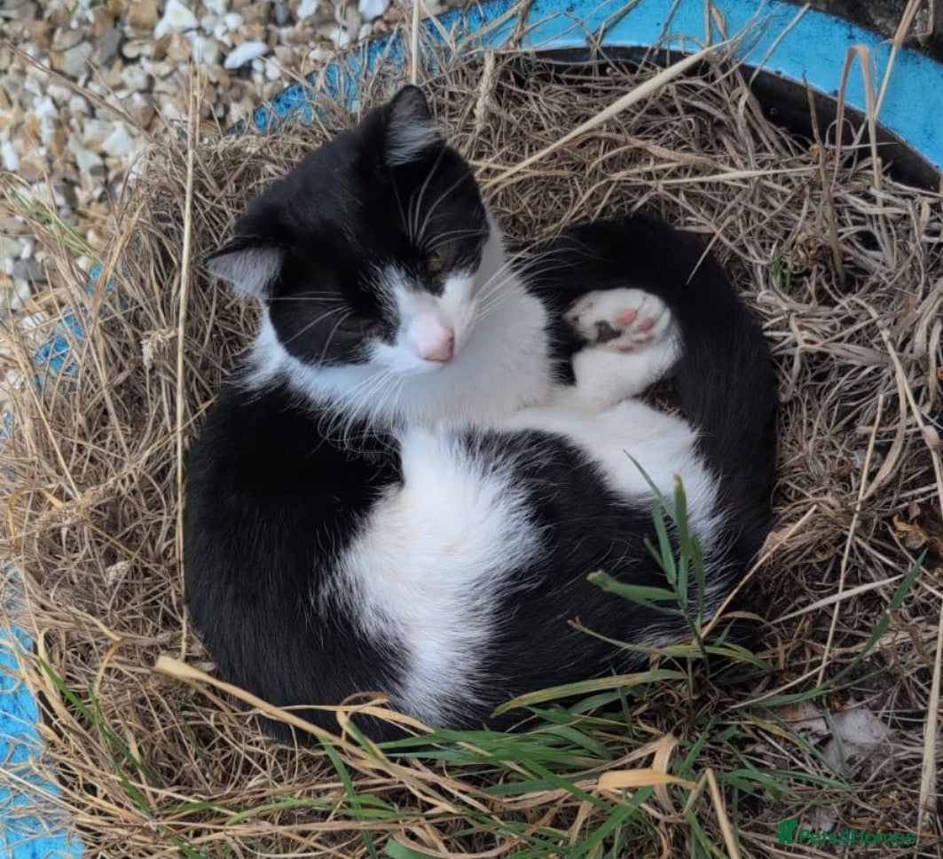 Mixed Breed cats Lovely black and white cat - Advert 5