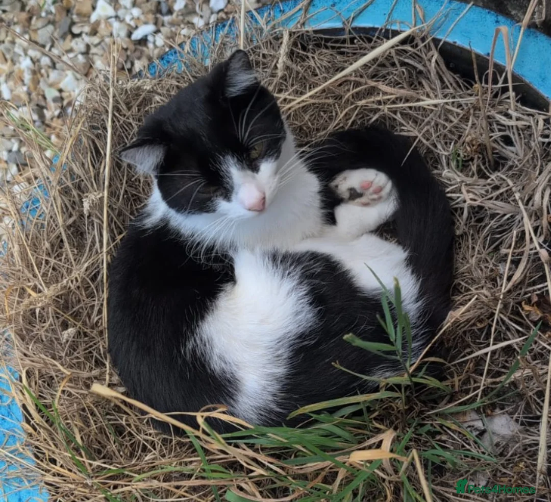Mixed Breed cats for sale: Lovely black and white cat - Advert 1