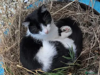 Mixed Breed cats Lovely black and white cat - Advert 1