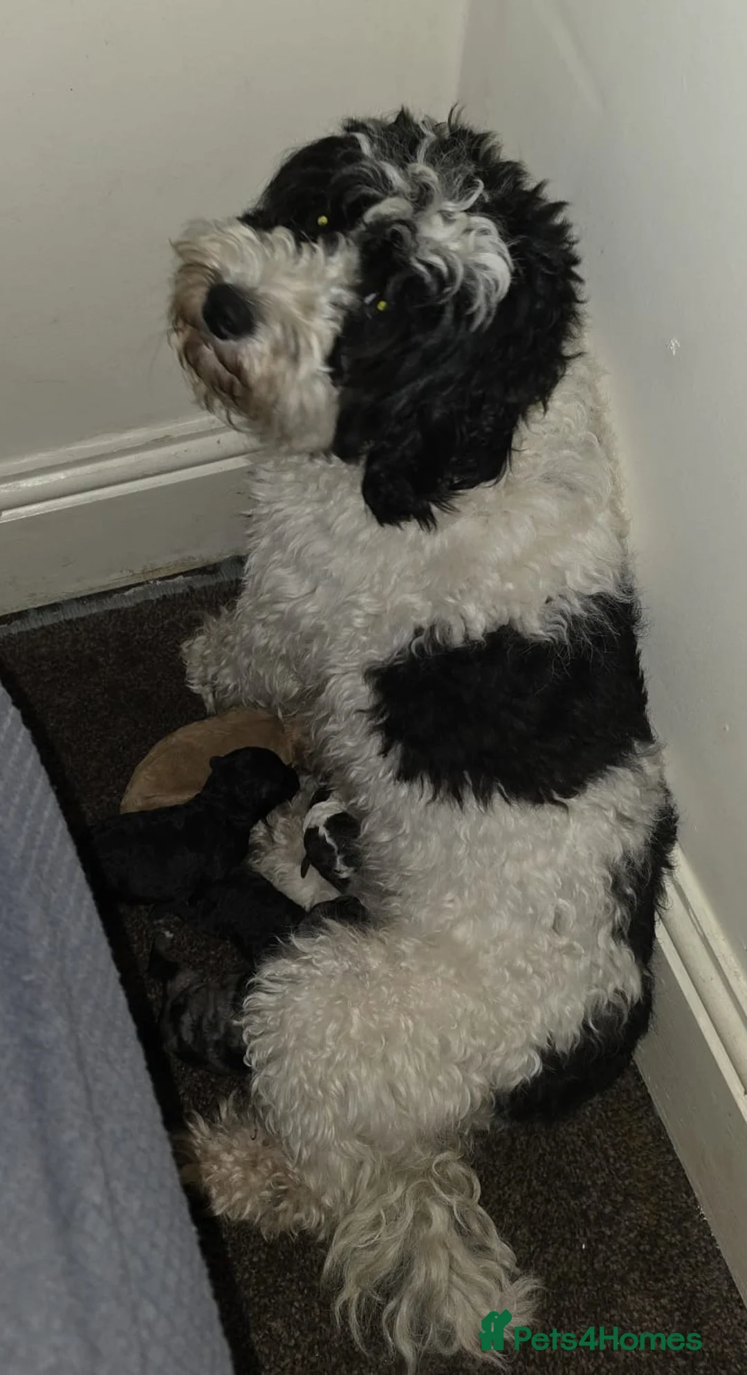 Shihpoo dogs for sale: Gorgeous Rare colours Shihpoo puppies in Bacup - Advert 2