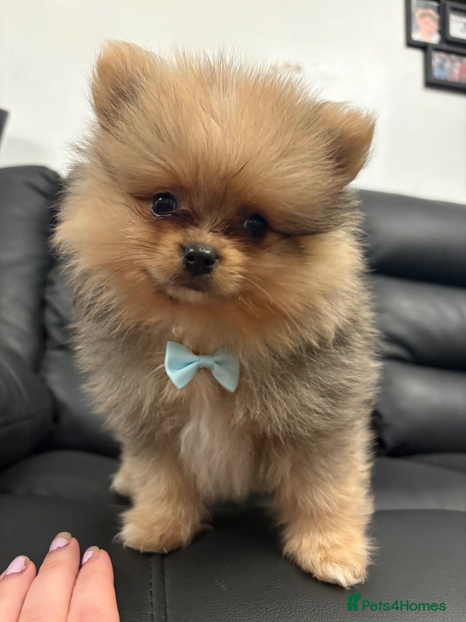 Pomeranian dogs Pomeranian puppies ready to go - Advert 10