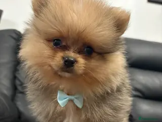 Pomeranian dogs Pomeranian puppies ready to go - Advert 10