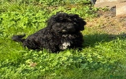Shihpoo dogs for sale: Beautiful poodle cross shitzu pups - Image 1