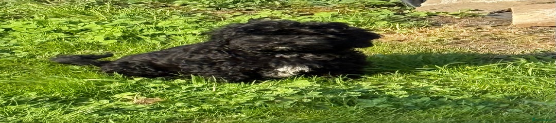 Shihpoo Puppy 3