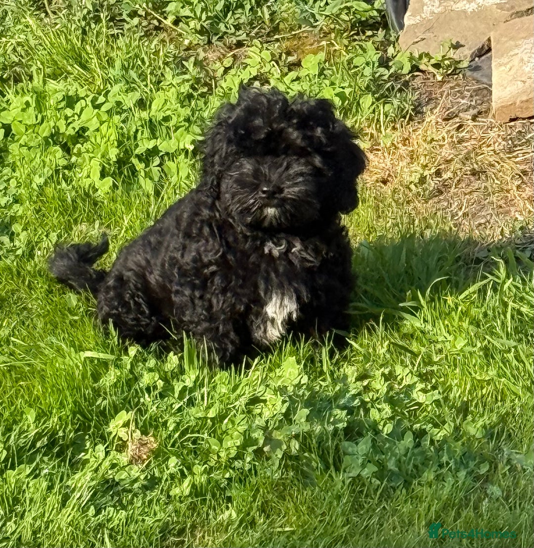 Shihpoo dogs for sale: Beautiful poodle cross shitzu pups - Image 1