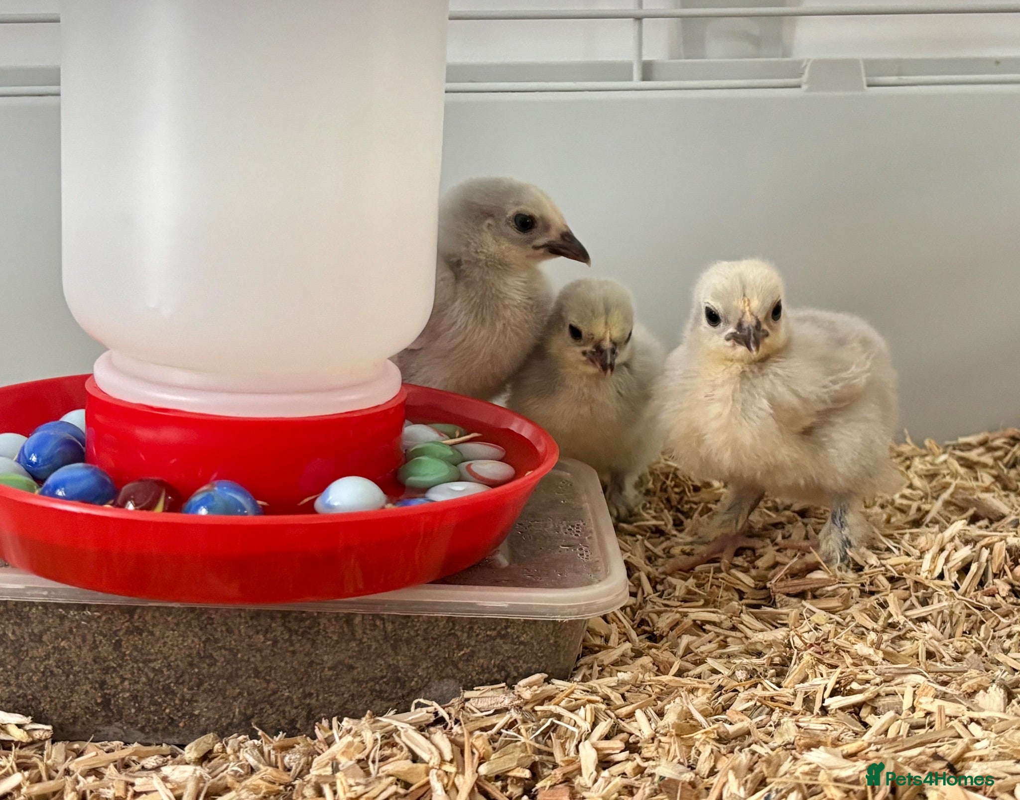 Chickens poultry 3 Unsexed Lavender Pekin Bantam Chicks - Free - Advert 5