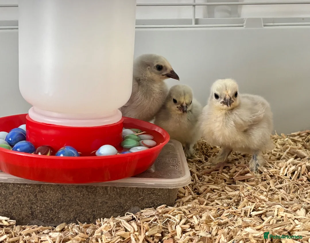 Chickens poultry for sale: 3 Unsexed Lavender Pekin Bantam Chicks - Free - Advert 1